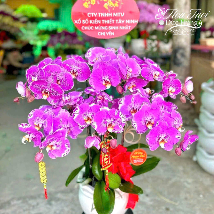 Chậu Lan Hồ Điệp CL001